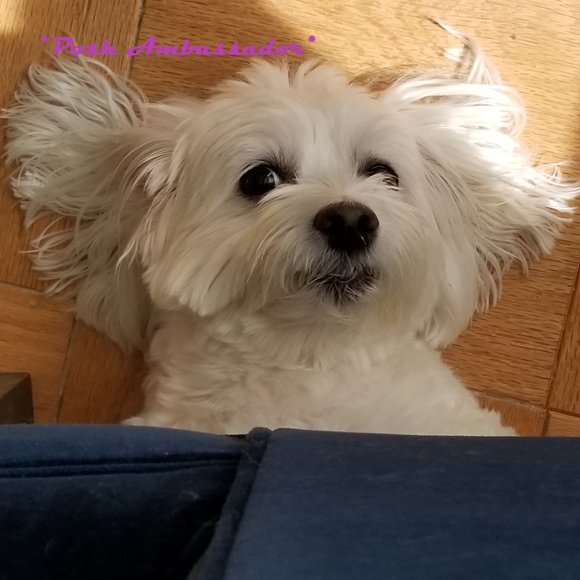 Meet your Posher - Picture 2 of 9